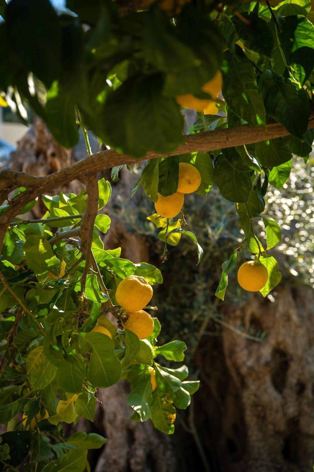 Physis Country House Near Matala Beach & Faistos Kouses 外观 照片