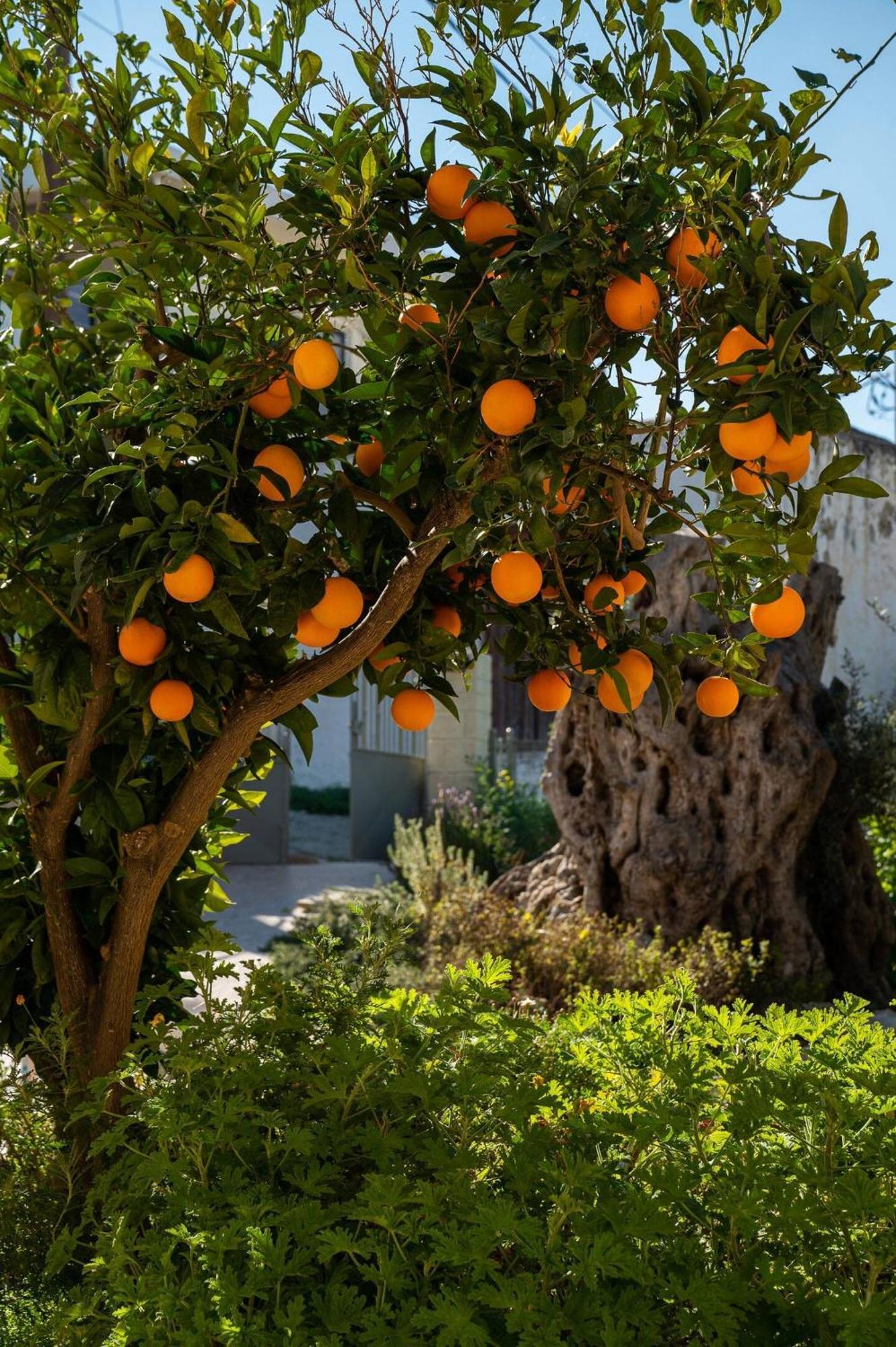 Physis Country House Near Matala Beach & Faistos Kouses 外观 照片